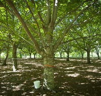 Sassafras Nuts - Palm Beach Accommodation
