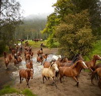 Glenworth Valley Horse Riding - Palm Beach Accommodation