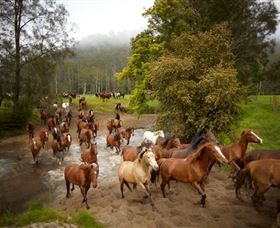 Glenworth Valley Horse Riding - Palm Beach Accommodation 0