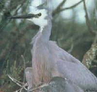 Jack Smith Lake State Game Reserve - Palm Beach Accommodation