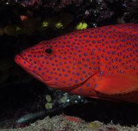 Maori Wrasse Bommie Dive Site - Palm Beach Accommodation