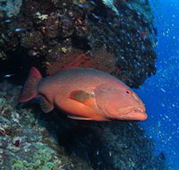 Anchor Bommie Dive Site - Palm Beach Accommodation