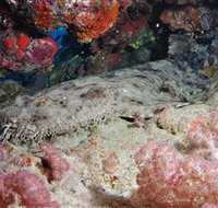 Lighthouse Bommies Dive Site - Palm Beach Accommodation