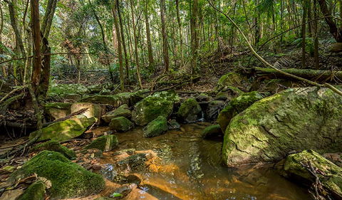 Palm Grove Nature Reserve - Palm Beach Accommodation 0