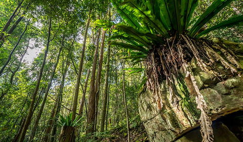 Palm Grove Nature Reserve - Palm Beach Accommodation 1