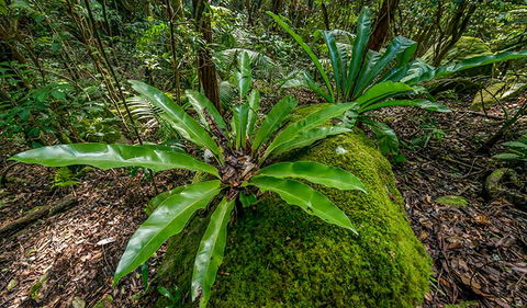 Palm Grove Nature Reserve - Palm Beach Accommodation 2