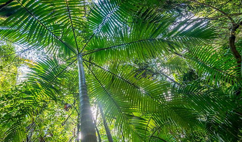 Palm Grove Nature Reserve - Palm Beach Accommodation 3