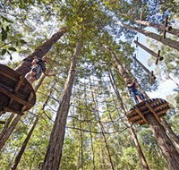TreeTop Adventure Park Central Coast - Palm Beach Accommodation