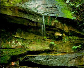 Strickland State Forest - Palm Beach Accommodation 0