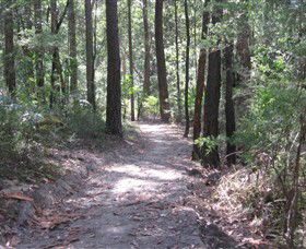 Strickland State Forest - Palm Beach Accommodation 2