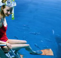 Roy Rufus Artificial Reef Dive Site - Palm Beach Accommodation
