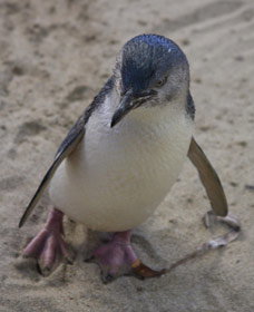 Penguin Island Boardwalks And Walk Trail - Palm Beach Accommodation 0