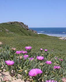 Penguin Island Boardwalks And Walk Trail - Palm Beach Accommodation 3