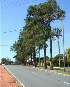 Anzac Memorial Avenue, Redcliffe - Palm Beach Accommodation 1