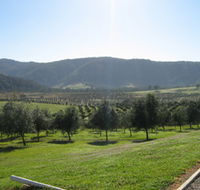 Hastings Valley Olives - Palm Beach Accommodation