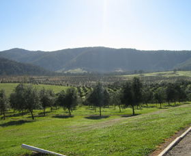 Hastings Valley Olives - Palm Beach Accommodation 0