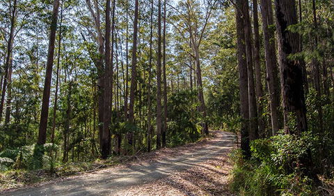 Hastings Forest Way Touring Route - Palm Beach Accommodation 1