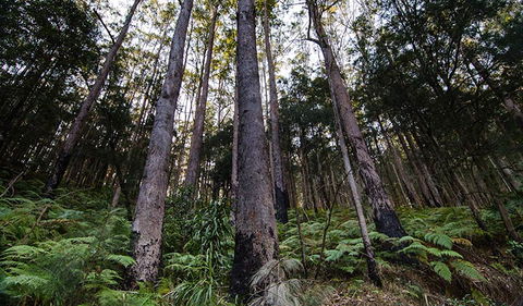 Hastings Forest Way Touring Route - Palm Beach Accommodation 2