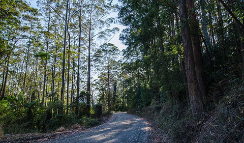 Hastings Forest Way Touring Route - Palm Beach Accommodation 3