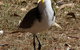 Cooloola Nature - thumb 6