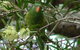 Cooloola Nature - thumb 8