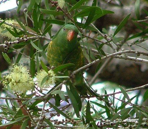 Cooloola Nature - Palm Beach Accommodation 8