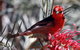Cooloola Nature - thumb 9