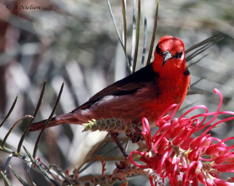 Cooloola Nature - Palm Beach Accommodation 9
