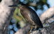 Cooloola Nature - thumb 10
