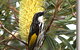 Cooloola Nature - thumb 11