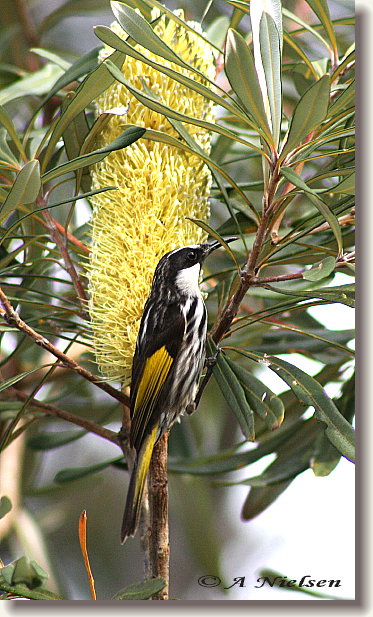 Cooloola Nature - Palm Beach Accommodation 11