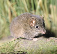 Munmorah State Conservation Area - Palm Beach Accommodation