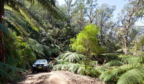 Wadbilliga Road Drive - Palm Beach Accommodation 3