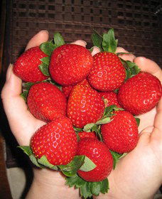 The Strawberry Farm - Palm Beach Accommodation 0