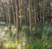 Anabranch loop track - Palm Beach Accommodation