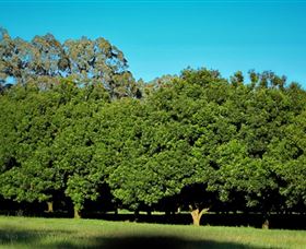 Medowie Macadamias - Palm Beach Accommodation 6