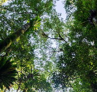 Botanic walk - Palm Beach Accommodation