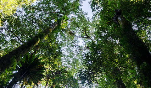 Botanic Walk - Palm Beach Accommodation 0