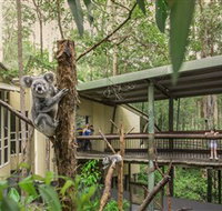 Daisy Hill Koala Centre - Palm Beach Accommodation