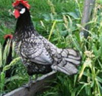 Merry Maidens Veggies - Palm Beach Accommodation