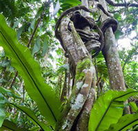 Tamborine Rainforest Skywalk - Palm Beach Accommodation
