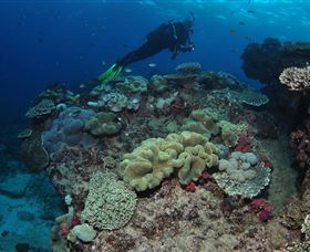 Flinders Reef Dive Site - Palm Beach Accommodation 2