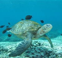 Flinders Reef Dive Site - Palm Beach Accommodation