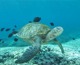 Flinders Reef Dive Site - Palm Beach Accommodation 0