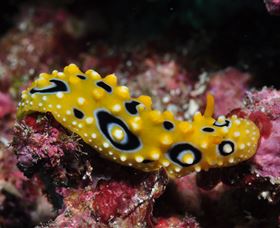 Flinders Reef Dive Site - Palm Beach Accommodation 1