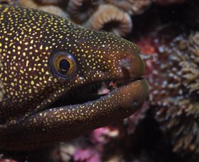 Flinders Reef Dive Site - Palm Beach Accommodation 3