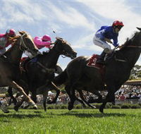 Moruya Racecourse - Palm Beach Accommodation
