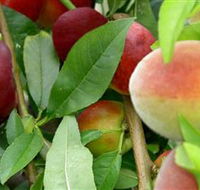Fruit Salad Tree Company - Palm Beach Accommodation
