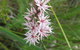 Booderee National Park: Green Patch And Telegraph Creek Walking Tracks - thumb 5