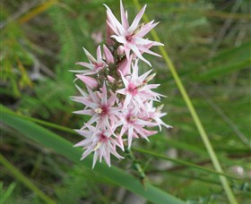 Booderee National Park: Green Patch And Telegraph Creek Walking Tracks - Palm Beach Accommodation 5